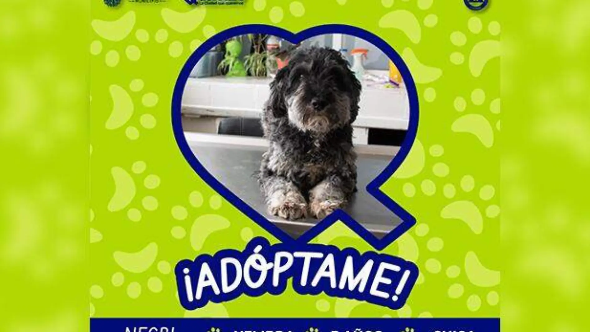 Adopción de mascotas 1